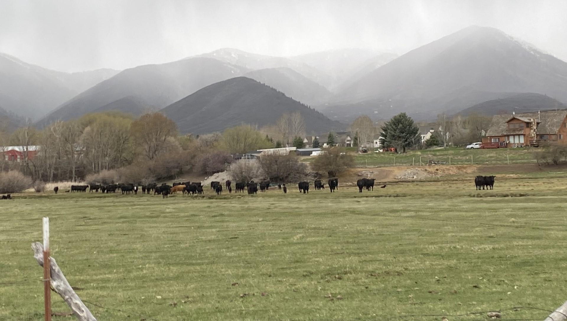 Photo of the Michel Farm